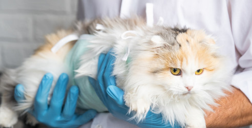 Similar image 22436584