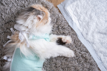 Similar image 22436595