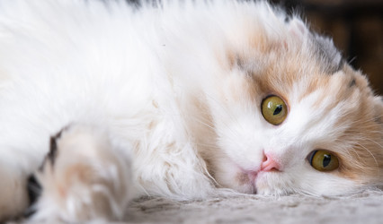 Similar image 22436596