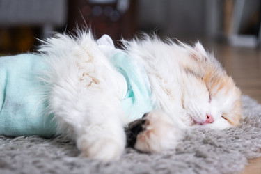 Similar image 22436598