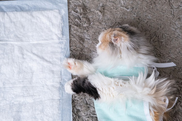 Similar image 22436607