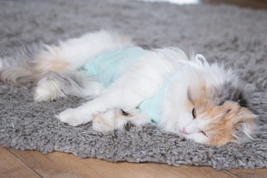 Similar image 22436614