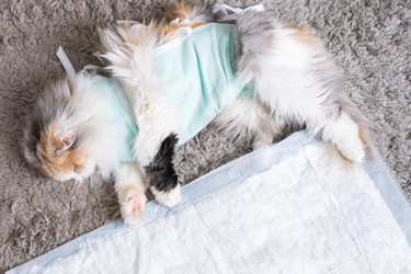 Similar image 22436617