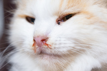 Similar image 22436626