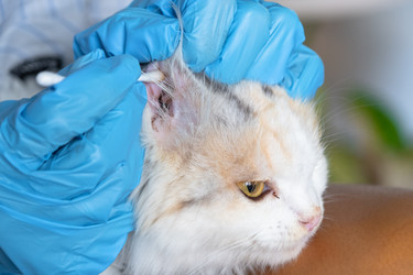 Similar image 22436636