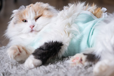 Similar image 22436638