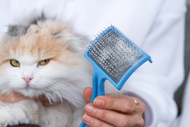 Similar image 22436639