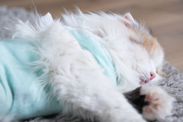 Similar image 22436652