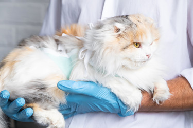 Similar image 22436655