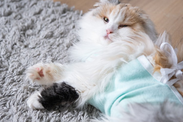 Similar image 22436665