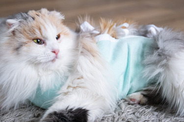 Similar image 22436666