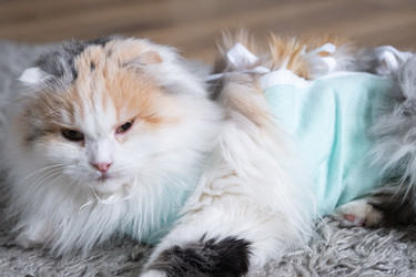 Similar image 22436672