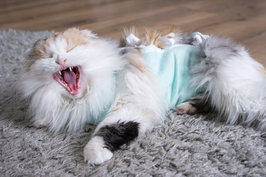 Similar image 22436683