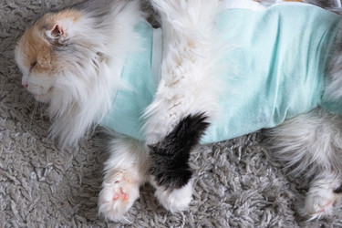 Similar image 22436684