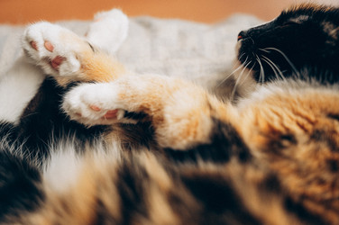 Similar image 22416637