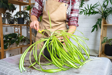 Similar image 22416752