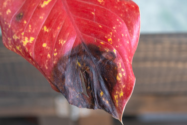 Similar image 22437564