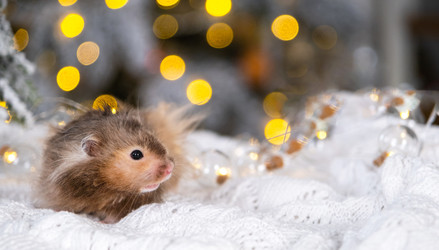 Similar image 22437636