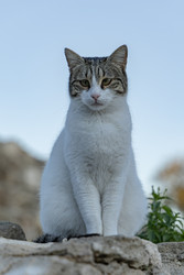 Similar image 22418809