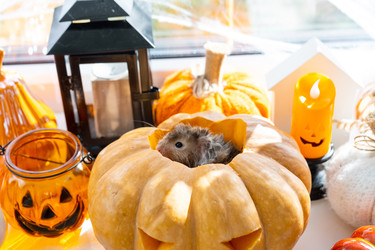 Similar image 22437732