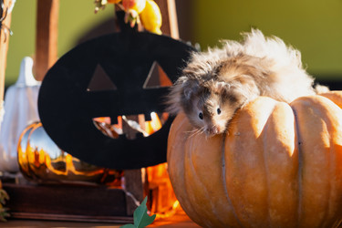 Similar image 22438072