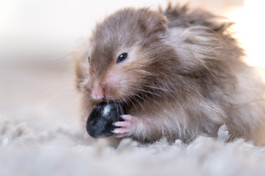 Similar image 22438105