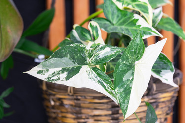 Similar image 22438144