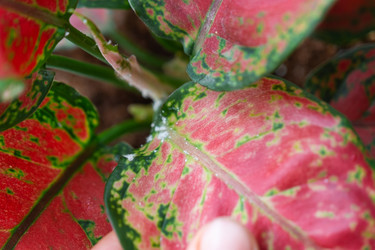 Similar image 22438198