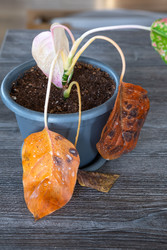 Similar image 22438236