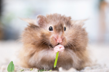 Similar image 22438441