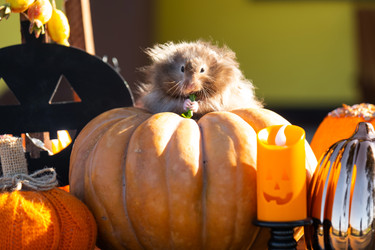 Similar image 22438836