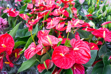 Similar image 22438844