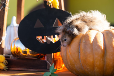 Similar image 22439111