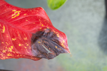 Similar image 22423261