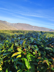 Similar image 22425619