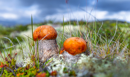 Similar image 22419338