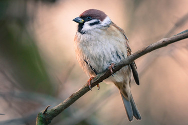 Similar image 22452271