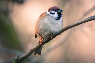 Similar image 22452272