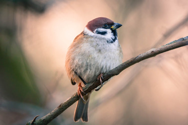 Similar image 22452283