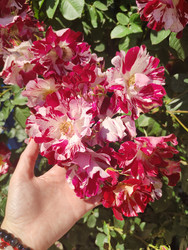 Similar image 22425689