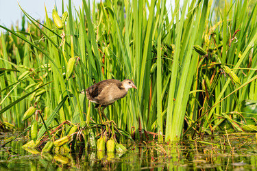 Similar image 22427507