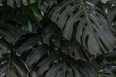 Similar image 22427003