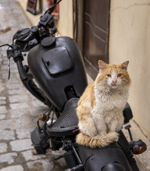 Similar image 22460599