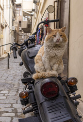 Similar image 22460601