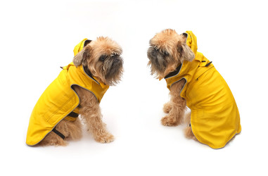 Similar image 22445853