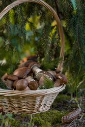 Similar image 22439164