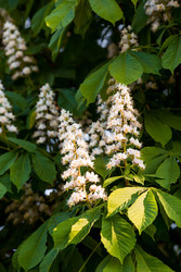 Similar image 22439381