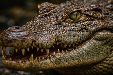 Similar image 22442586