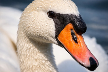 Similar image 22442600