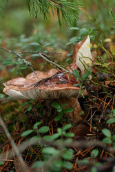 Similar image 22436062